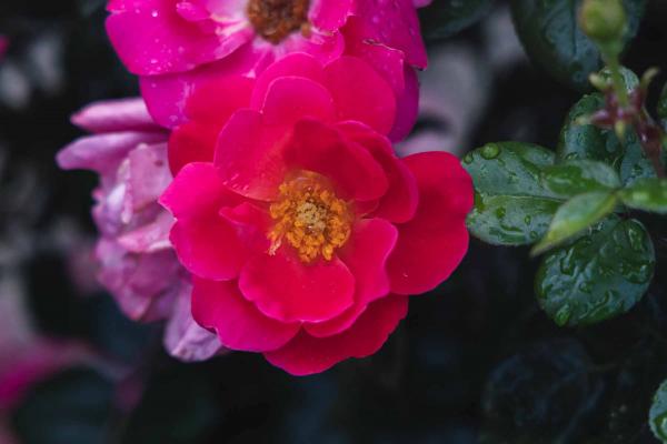 Floribunda Rose Brick House&trade; Pink 5 Gallon