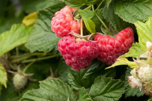 Red Raspberry Raspberry Shortcake&reg; 3 Gallon