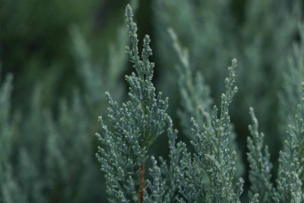 Chinese Juniper 'Blue Point' 7 Gallon
