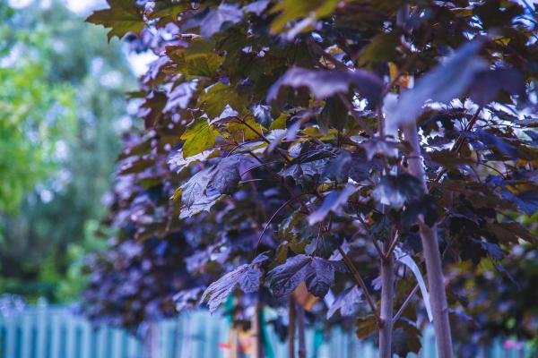 Norway Maple 'Royal Red' 15 Gallon