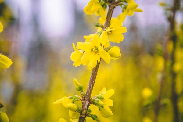 Cut Forsythia Stems