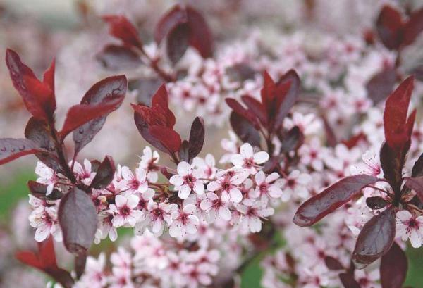 Dwarf Purple Leaf Plum or Sandcherry 3 Gallon