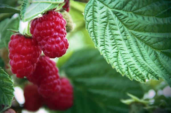 Everbearing Red Raspberry 'Heritage' 3 Gallon