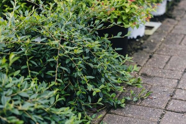 Cotoneaster 'Scarlet Leader' 3 Gallon