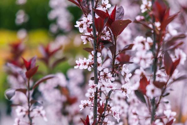 Dwarf Purple Leaf Plum or Sandcherry 7 Gallon