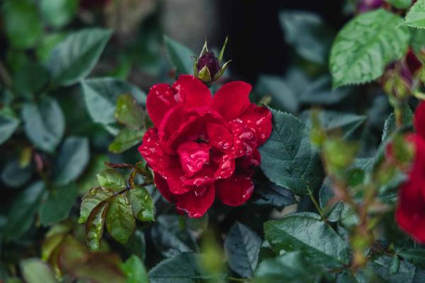 Floribunda Rose Brick House&trade; 5 Gallon