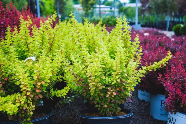 Barberry 'Orange Torch' 3 Gallon