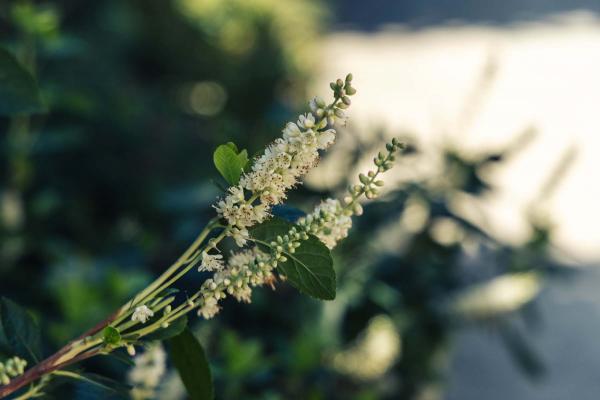 Summersweet 3 Gallon