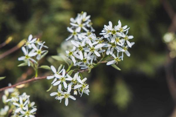 Serviceberry 'Autumn Brilliance' 10 gallon