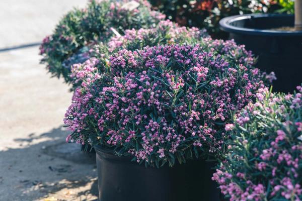 Andromeda 'Blue Ice', Bog Rosemary 3 Gallon