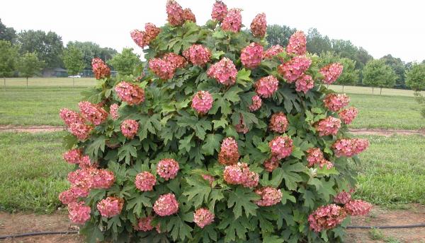 Oakleaf Hydrangea 'Queen of Hearts' 3 Gallon