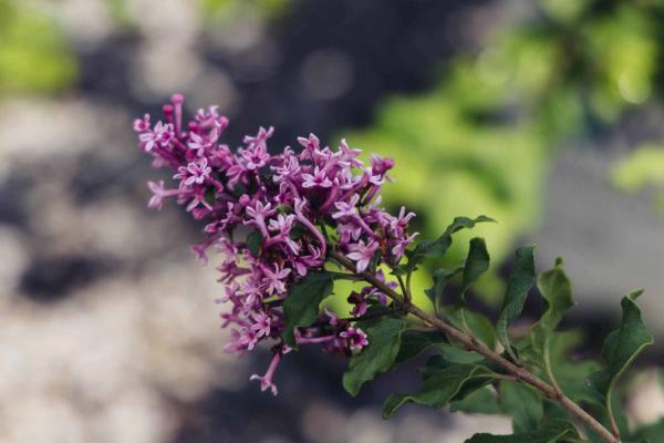 Lilac Bloomerang&reg; Dwarf Pink 3 gallon