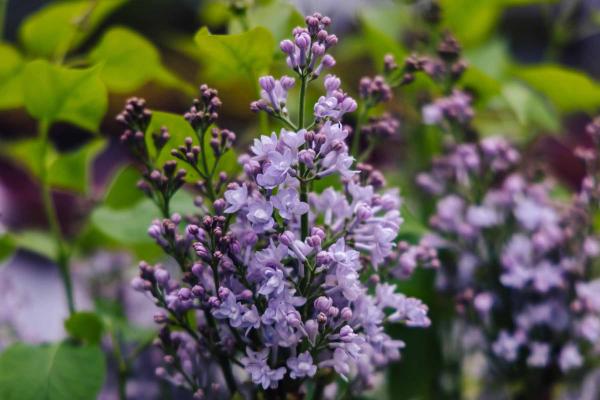 Lilac Scentara&reg; Double Blue 3 gallon