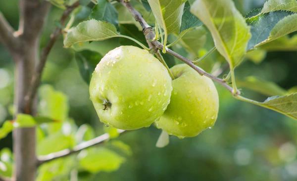 Apple 'Granny Smith' 5 Gallon