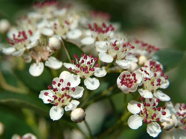 Chokeberry 'Autumn Magic' 3 Gallon