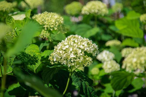 Smooth Hydrangea Incrediball&reg; 7 Gallon
