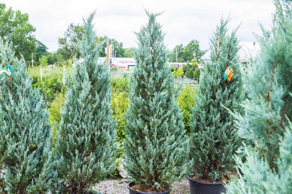Rocky Mountain Juniper 'Wichita Blue' 10 Gallon