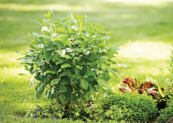 Red Twig Dogwood Arctic Fire&reg; 3 Gallon