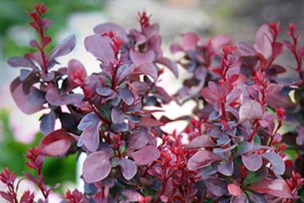 Barberry 'Concorde' 3 Gallon