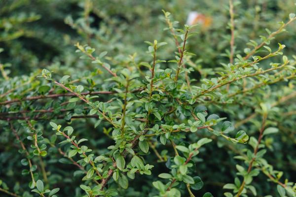 Cotoneaster 'Coral Beauty' 3 Gallon