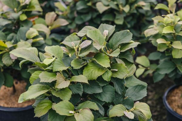 Dwarf Fothergilla 'Mt. Airy' 3 Gallon