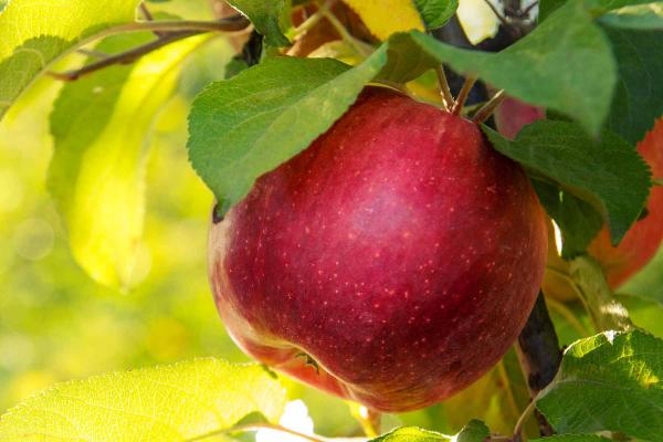 Apple 'Red Delicious' 7 Gallon