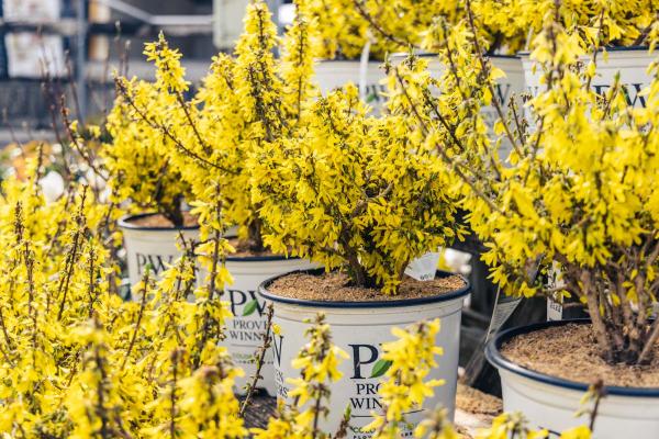 Forsythia Show Off&reg; Sugar Baby&reg;  3 Gallon