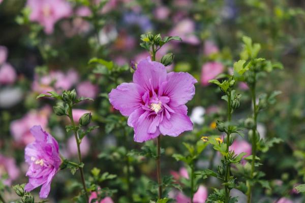 Rose of Sharon Rose Satin&reg; 3 Gallon