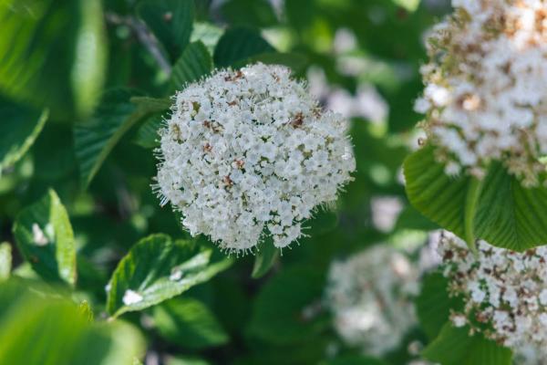 Linden Viburnum Cardinal Candy&reg; 3 Gallon