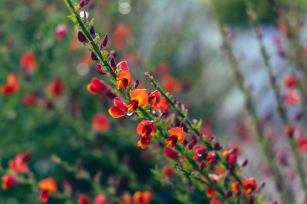 Scotch Broom 'Lena' 3 Gallon