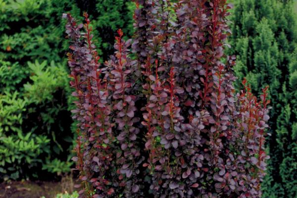 Barberry 'Helmond Pillar' 3 Gallon