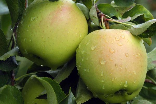 Apple 'Yellow Delicious' 5 Gallon
