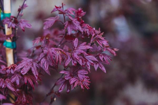 Japanese Maple 'Twombly's Red Sentinel' 10 Gallon