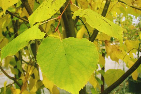 Linden Greenspire&trade; 15 Gallon