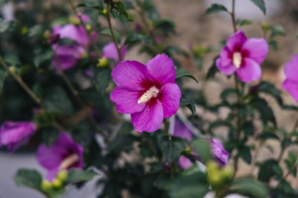Rose of Sharon Lil' Kim&reg; Violet 3 Gallon