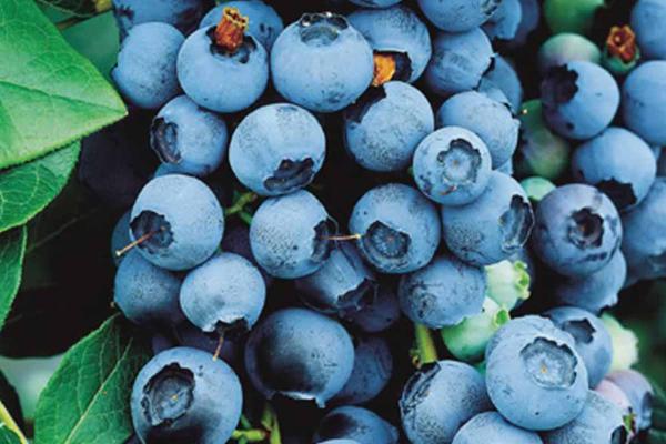 Blueberry 'Bluecrop' 3 Gallon