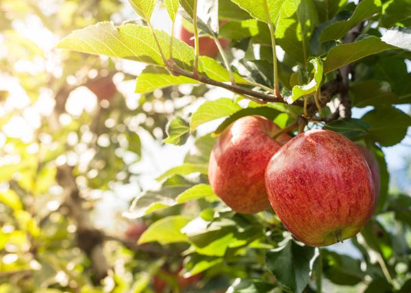 Apple 'Gala' 5 Gallon