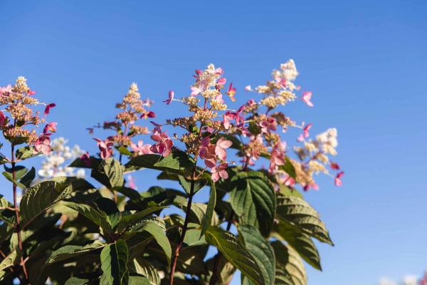 Panicle Hydrangea 'Pink Diamond' 5 Gallon