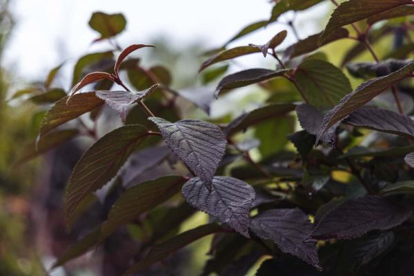 Doublefile Viburnum Tree 10 Gallon