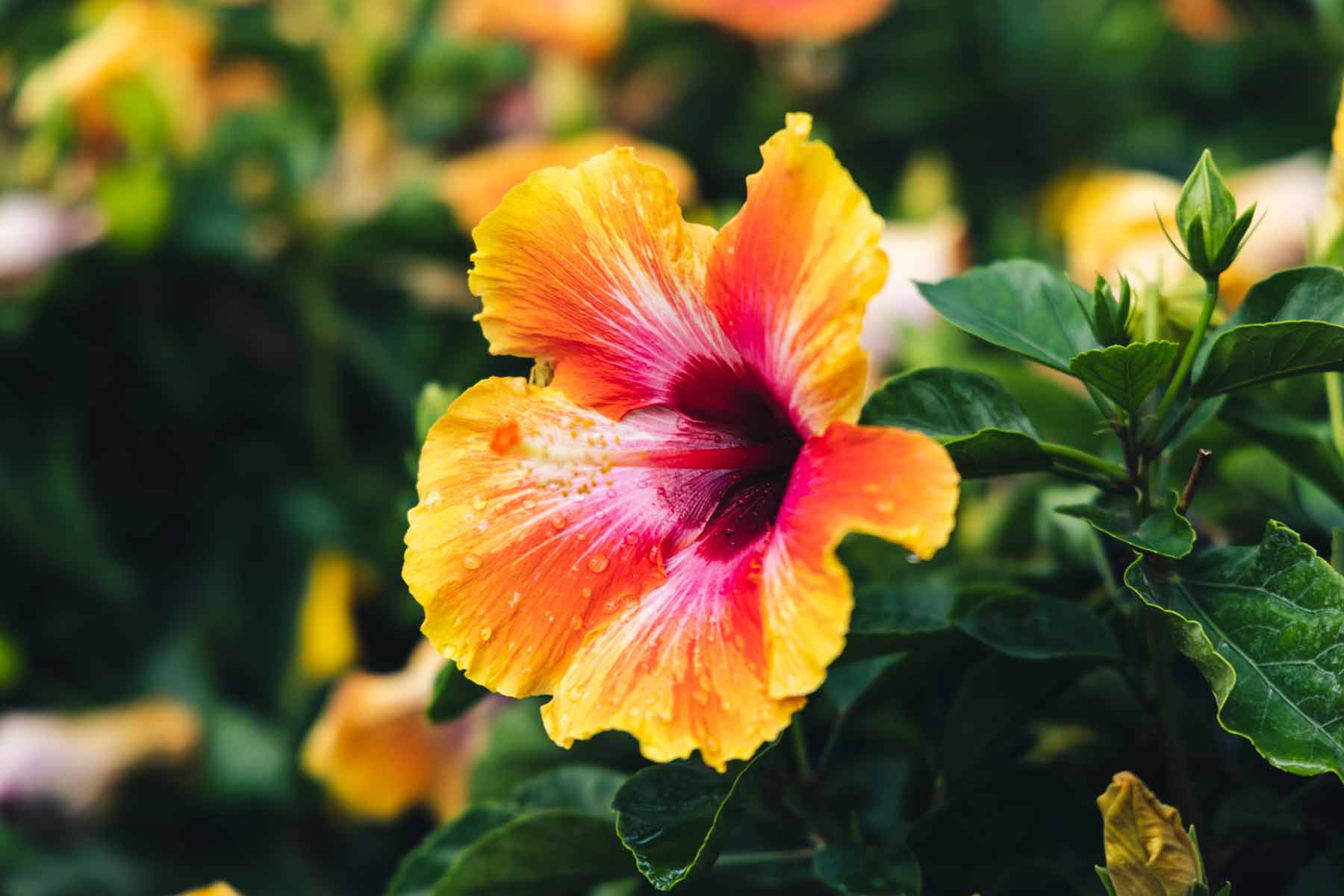 Tropical Hibiscus 'Fiesta' 12"