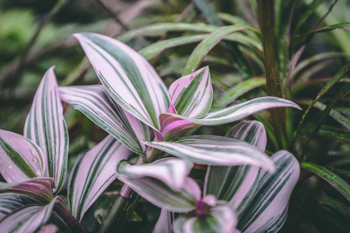 Tradescantia Tri-Color 6"