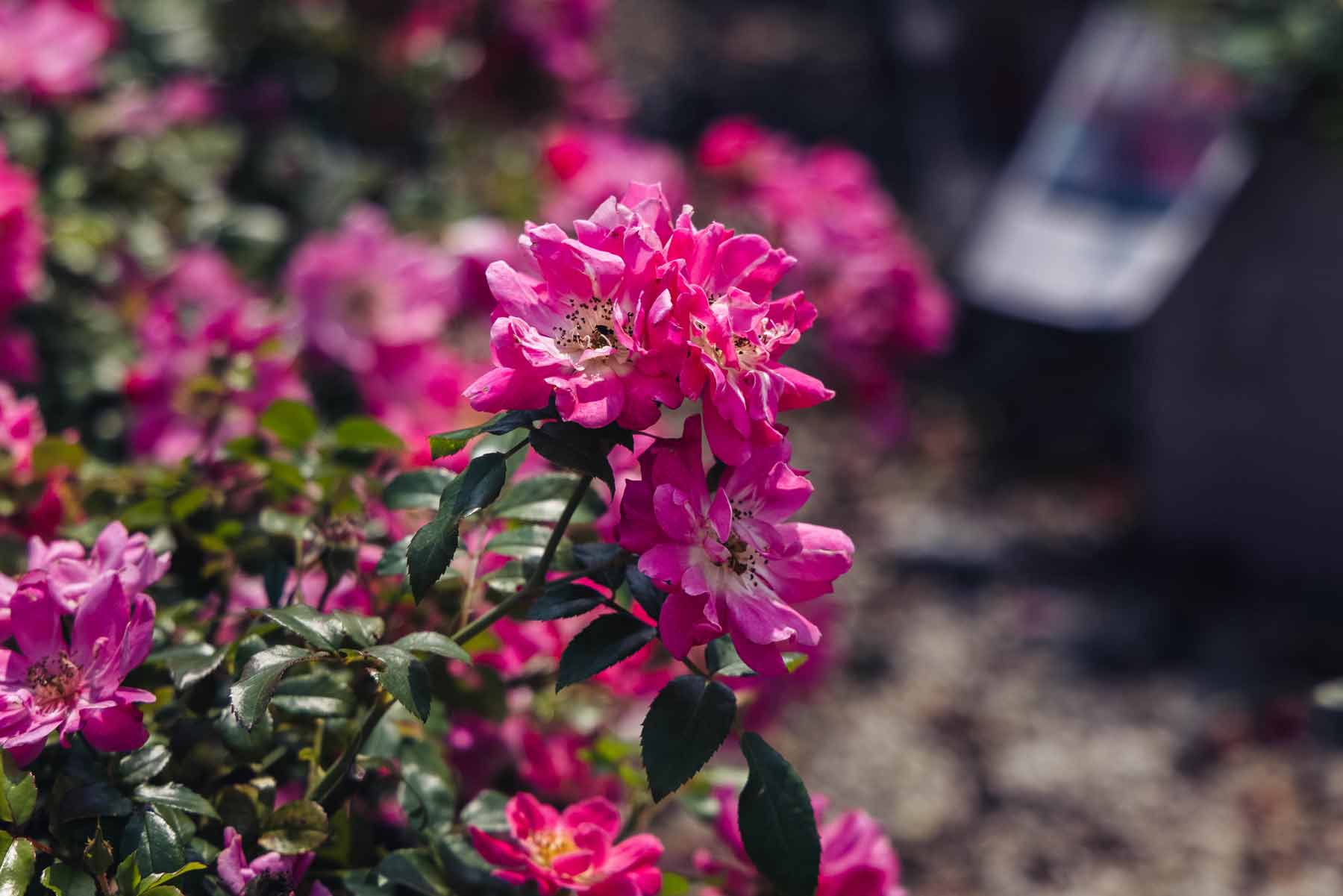 Shrub Rose Knock Out&reg; Pink 3 Gallon