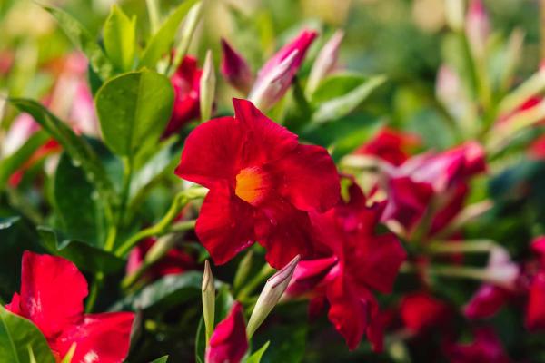 Mandevilla 'Scarlet' 6"