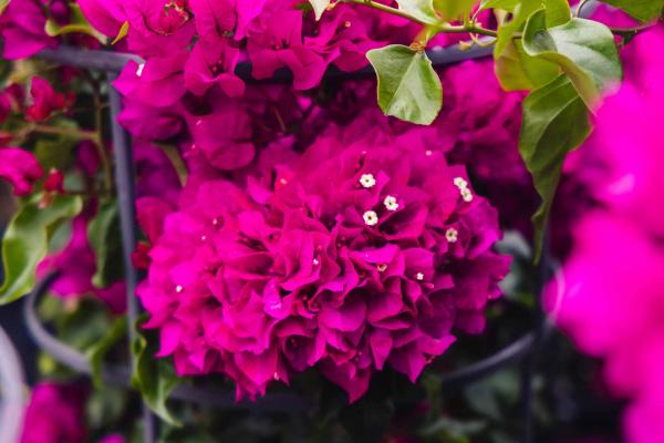 Bougainvillea 'Vera Deep Purple' 12 Inch