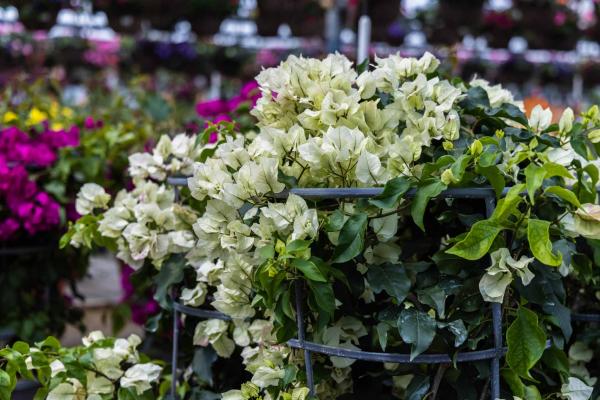 Bougainvillea 'Vera White' 12 Inch