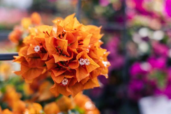 Bougainvillea 'Fire Opal' 12 Inch