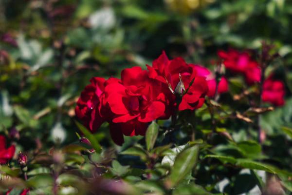 Shrub Rose Kolorscape&reg; Kardinal&trade; 3 Gallon