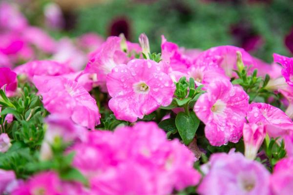 Easy Wave&reg; Petunia E3 Pink 4"