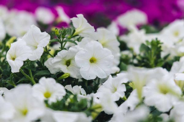 Easy Wave&reg; Petunia E3 White 4"