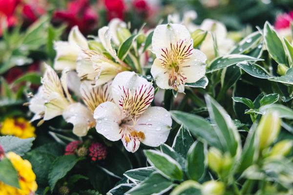 Peruvian Lily 'Fabiana' 8in